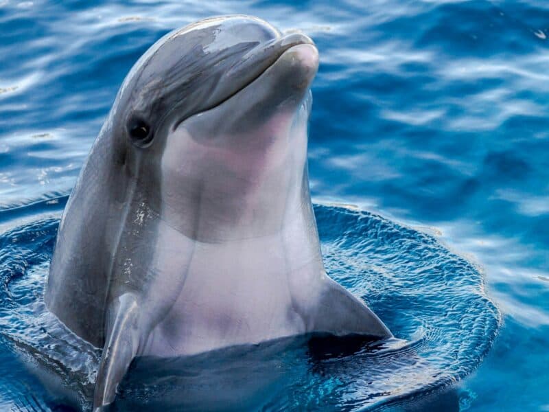 Dolphin Sightseeing Cruise